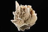 Selenite Desert Rose on Stand - Chihuahua, Mexico #264528-2